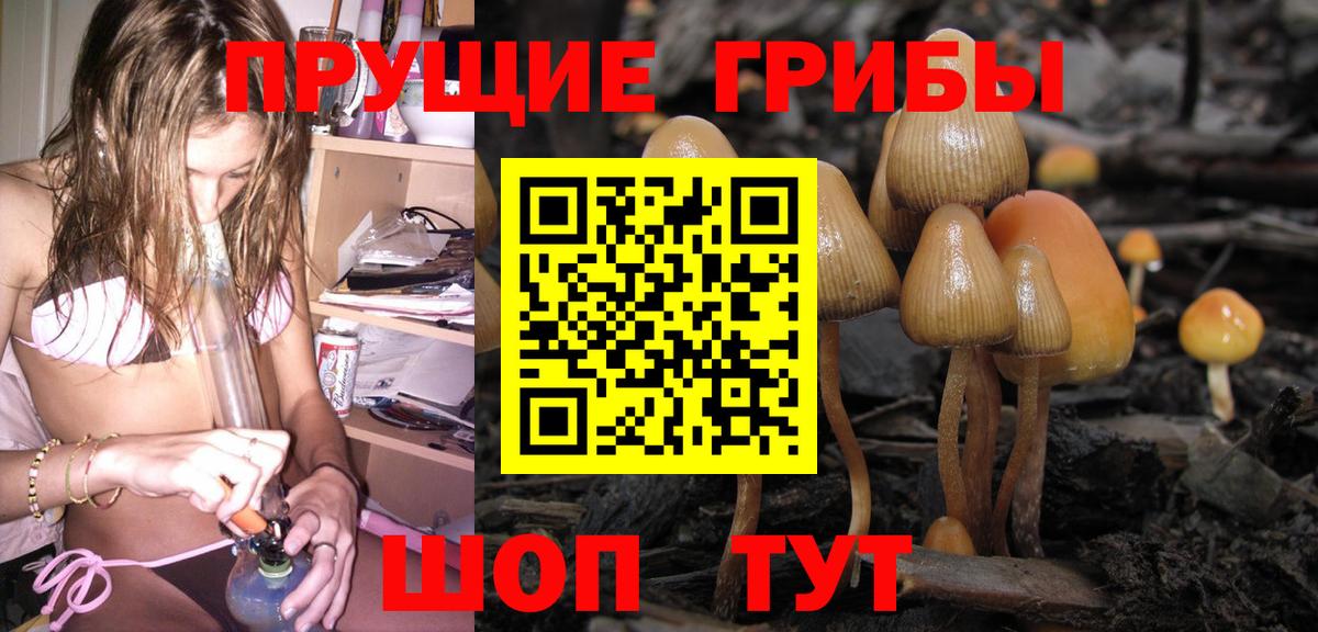 Псилоцибиновые грибы Cubensis Дмитров